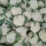青梗散花莱菜花有机花80天