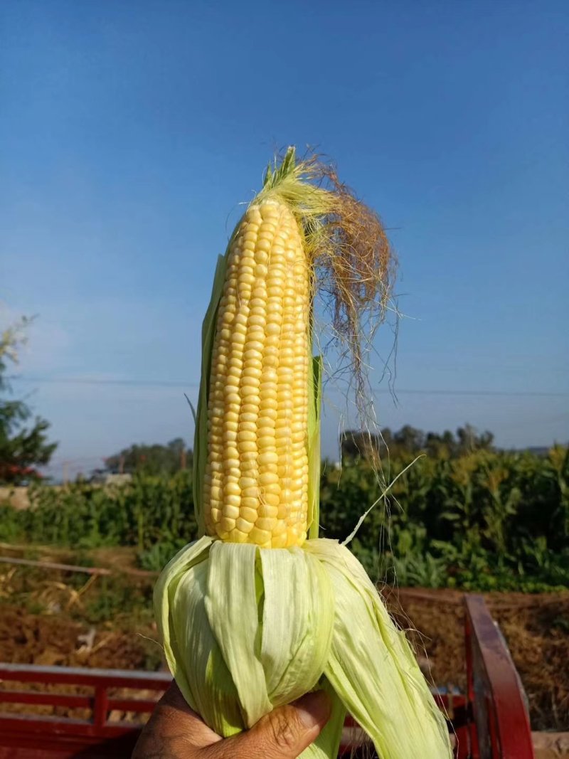 云南元谋精品，新鲜甜脆玉米，口感好，甜脆玉米