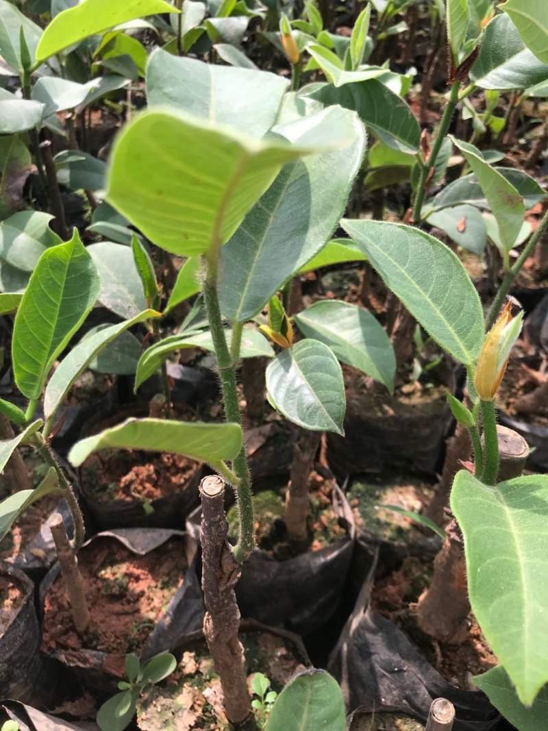榴莲蜜苗海南榴莲蜜苗杯苗菠萝蜜苗包邮