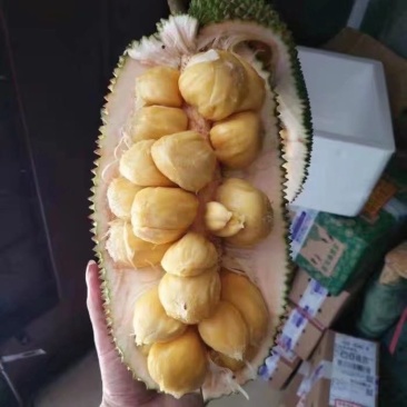 榴莲蜜苗海南榴莲蜜苗杯苗菠萝蜜苗包邮