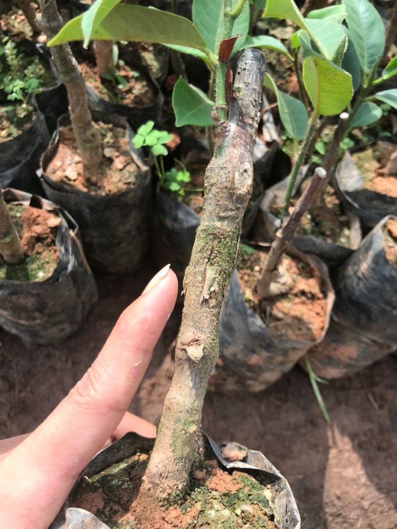 榴莲蜜苗海南榴莲蜜苗杯苗菠萝蜜苗包邮