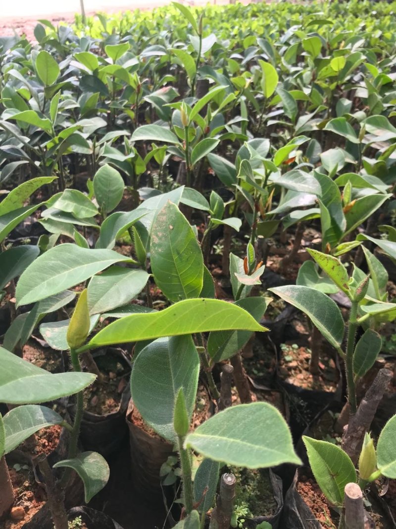 榴莲蜜苗海南榴莲蜜苗杯苗菠萝蜜苗包邮