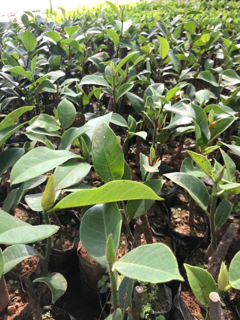 榴莲蜜苗海南榴莲蜜苗杯苗菠萝蜜苗包邮