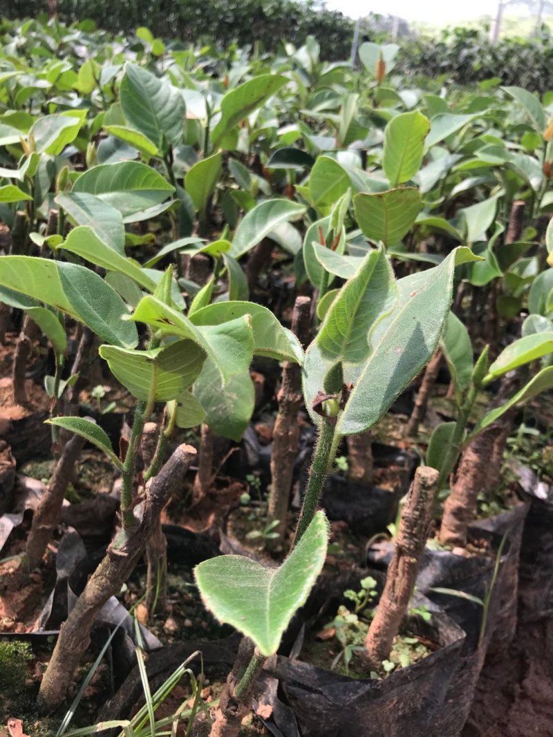 榴莲蜜苗海南榴莲蜜苗杯苗菠萝蜜苗包邮