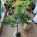 (当年开花)桂花苗桂花树苗月月桂红金桂四季桂盆栽花卉庭院