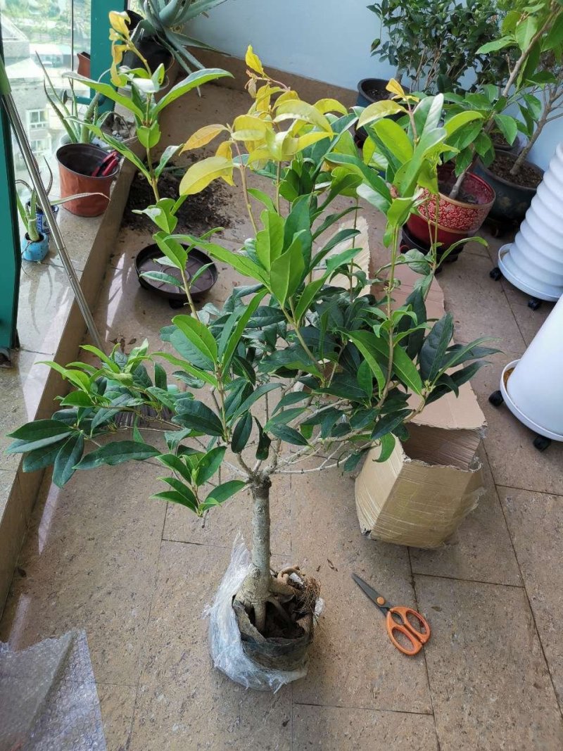 (当年开花)桂花苗桂花树苗月月桂红金桂四季桂盆栽花卉庭院