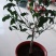 (当年开花)桂花苗桂花树苗月月桂红金桂四季桂盆栽花卉庭院