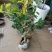 (当年开花)桂花苗桂花树苗月月桂红金桂四季桂盆栽花卉庭院