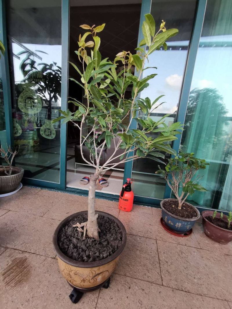 (当年开花)桂花苗桂花树苗月月桂红金桂四季桂盆栽花卉庭院