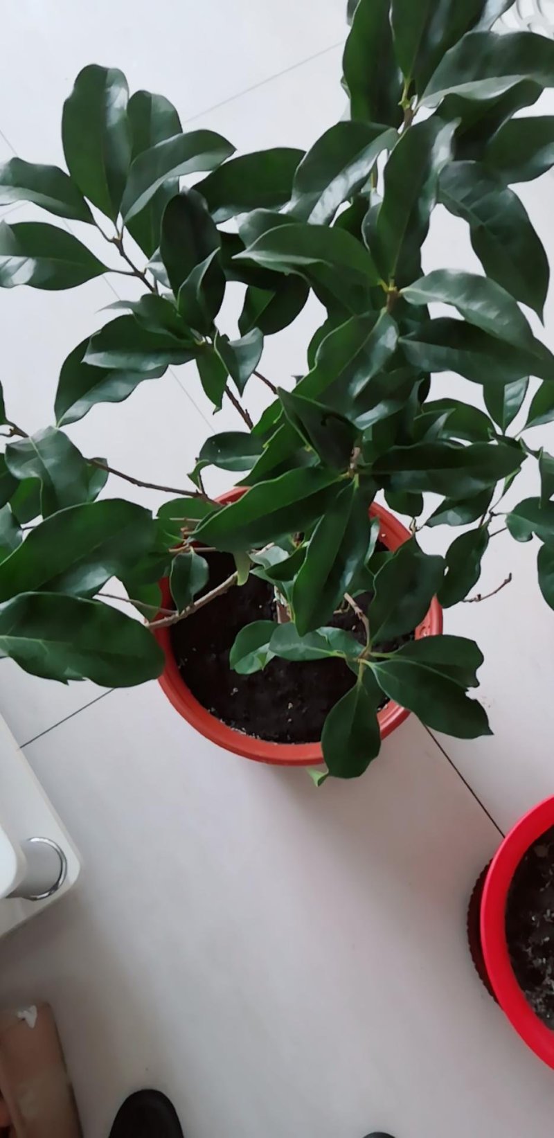 (当年开花)桂花苗桂花树苗月月桂红金桂四季桂盆栽花卉庭院