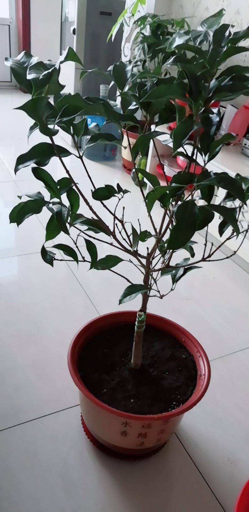 (当年开花)桂花苗桂花树苗月月桂红金桂四季桂盆栽花卉庭院