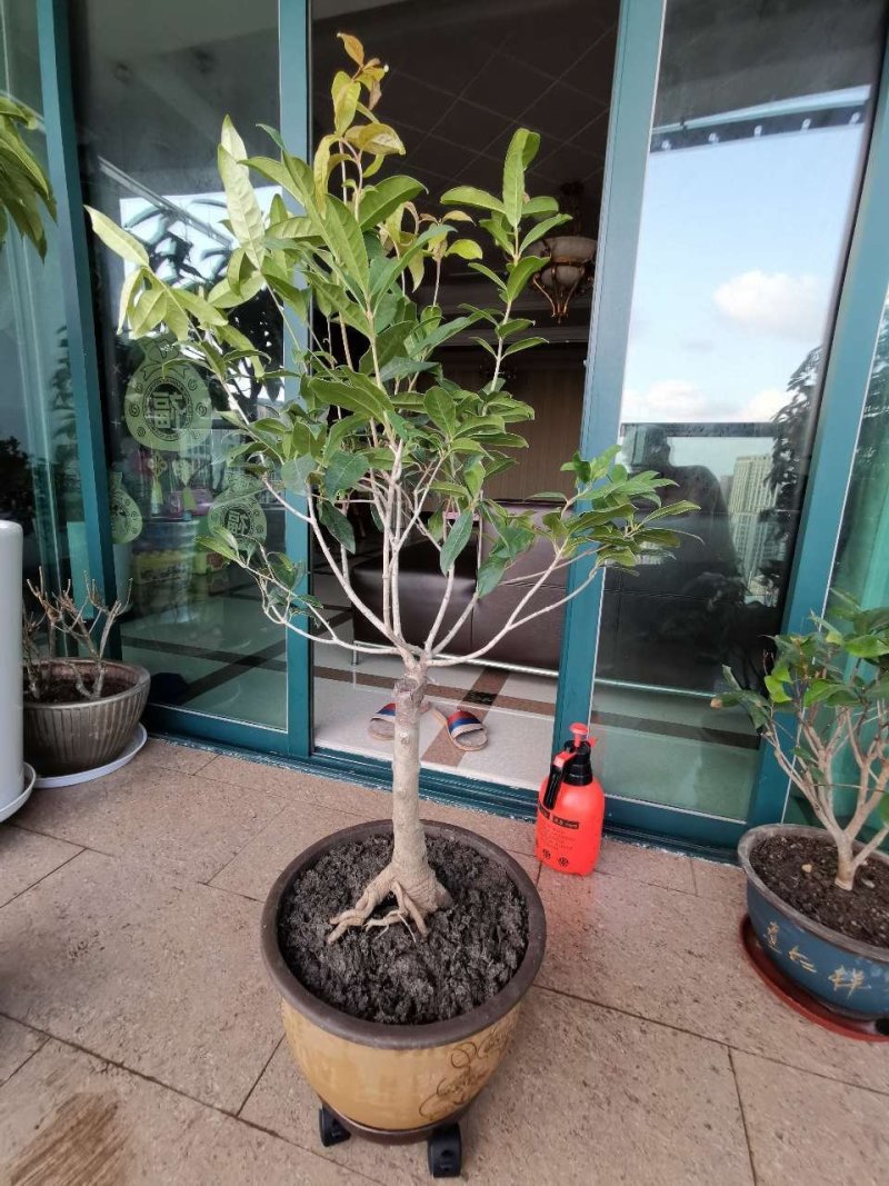 (当年开花)桂花苗桂花树苗月月桂红金桂四季桂盆栽花卉庭院