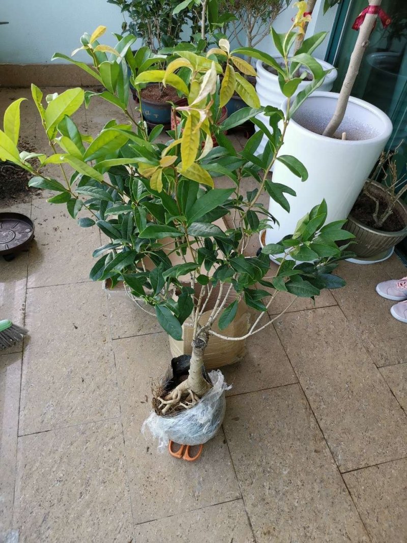 (当年开花)桂花苗桂花树苗月月桂红金桂四季桂盆栽花卉庭院