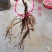 桑树苗黑珍珠果桑苗南北方都可种植口感甜