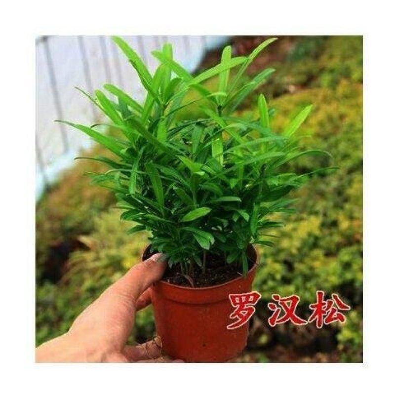 罗汉松小盆栽