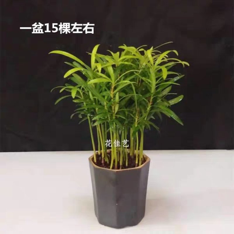 罗汉松小盆栽