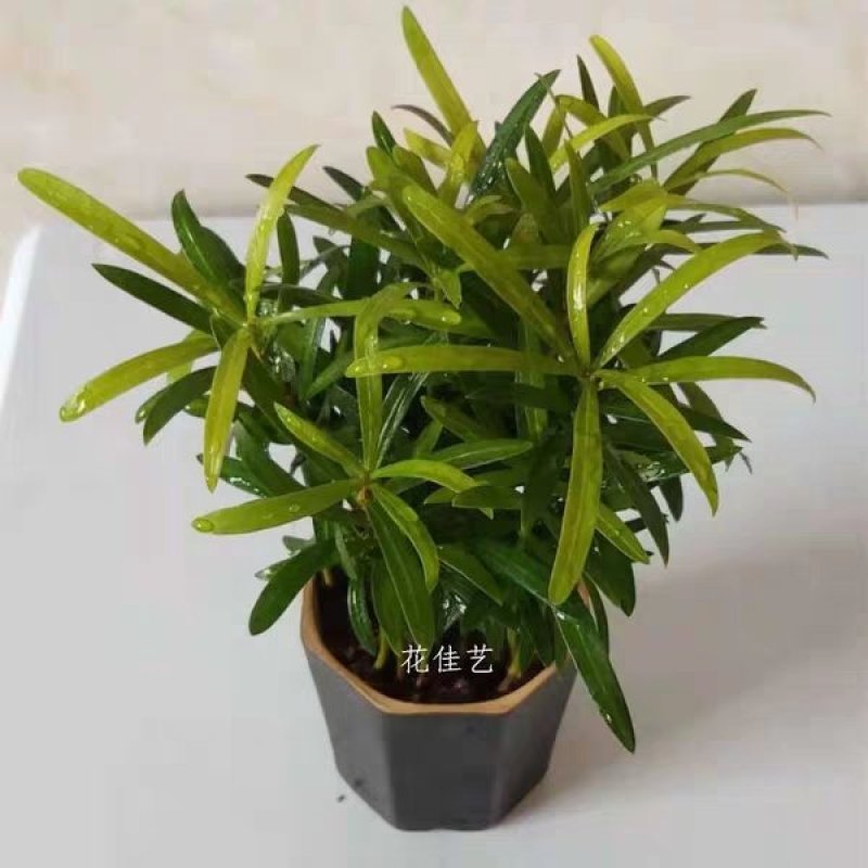 罗汉松小盆栽