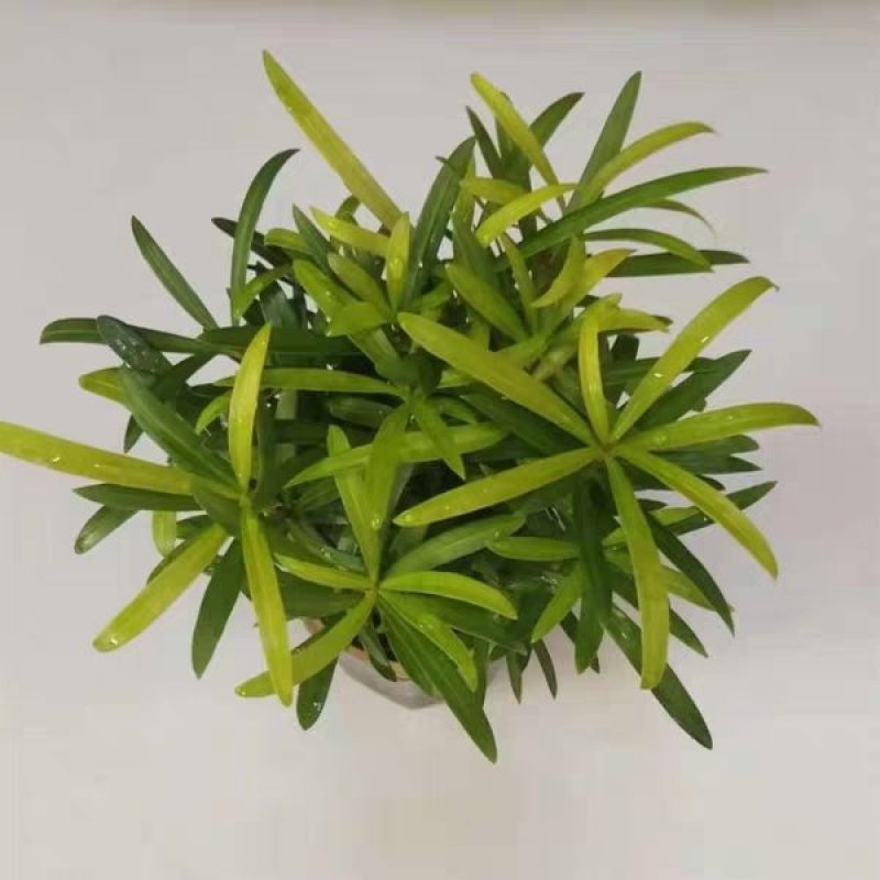 罗汉松小盆栽