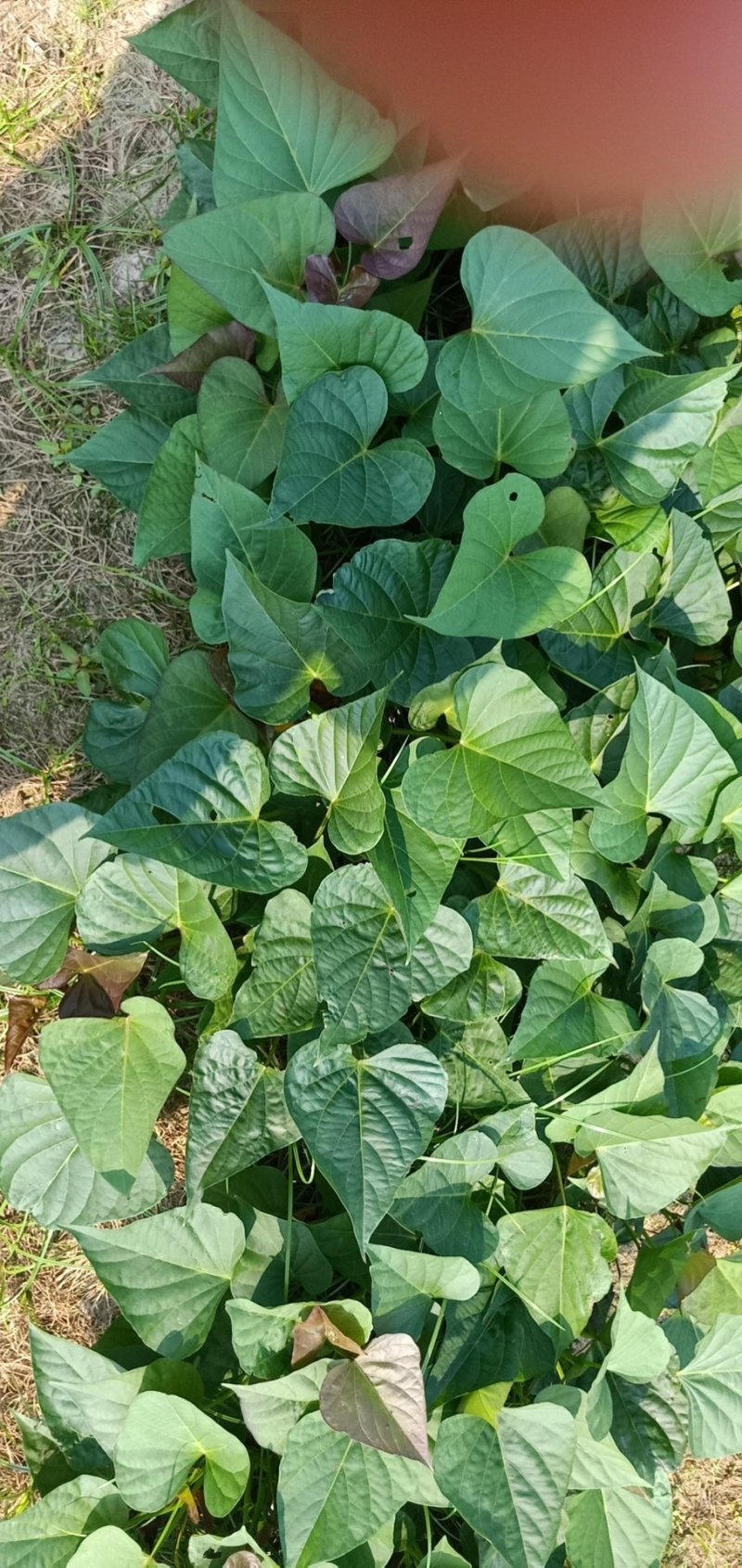 种苗大田西瓜红薯