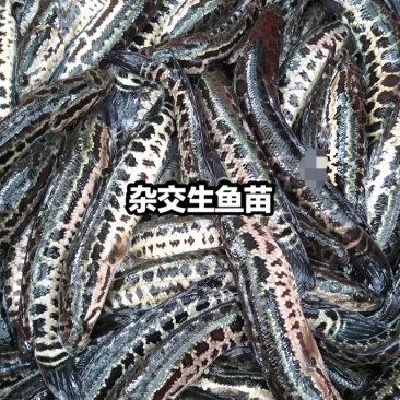 杂交黑鱼苗/生鱼苗，多种规格，欢迎选购