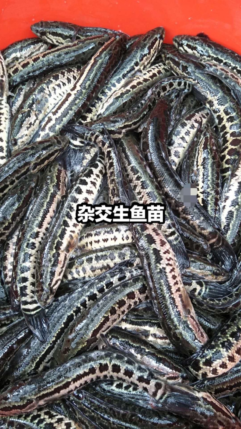 黑鱼苗/生鱼苗养殖基地大量供应品质保证欢迎来电订购洽谈