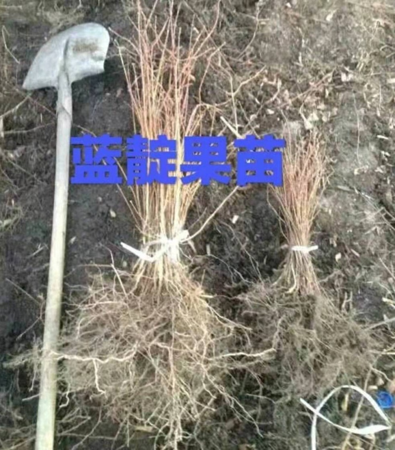 蓝靛果苗羊奶子果黑瞎子果苗山茄子苗适合采摘园种植