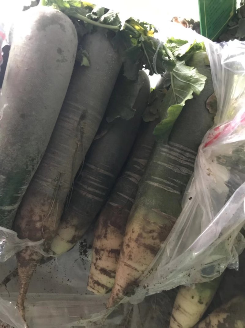 潍县青萝卜，无代办费，下地看货，青茬口感脆甜！