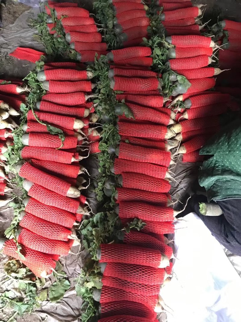 潍县青萝卜，无代办费，下地看货，青茬口感脆甜！