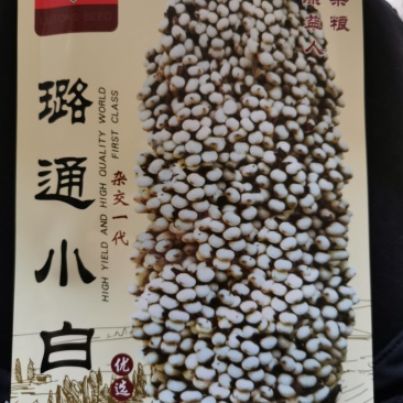 璐通小白人红高粱五谷杂粮高粱种子产量高杂粮种子