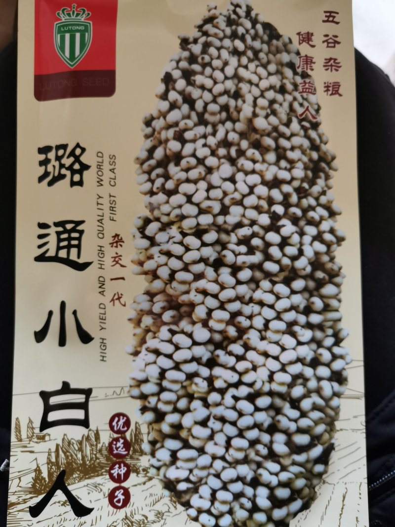 璐通小白人红高粱五谷杂粮高粱种子产量高杂粮种子
