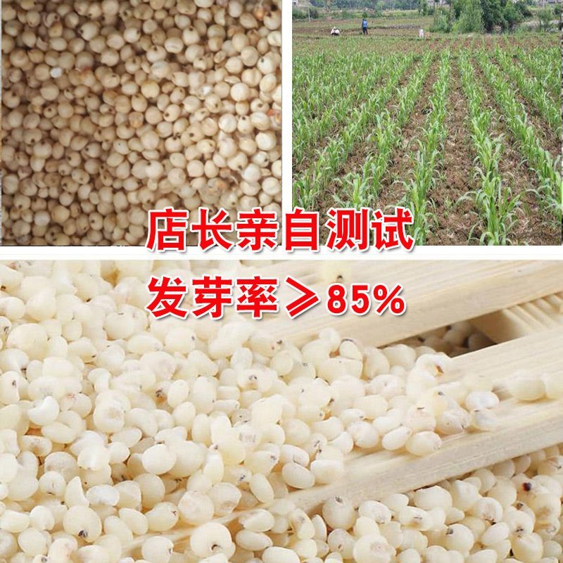 璐通小白人红高粱五谷杂粮高粱种子产量高杂粮种子