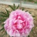 牡丹，芍药
