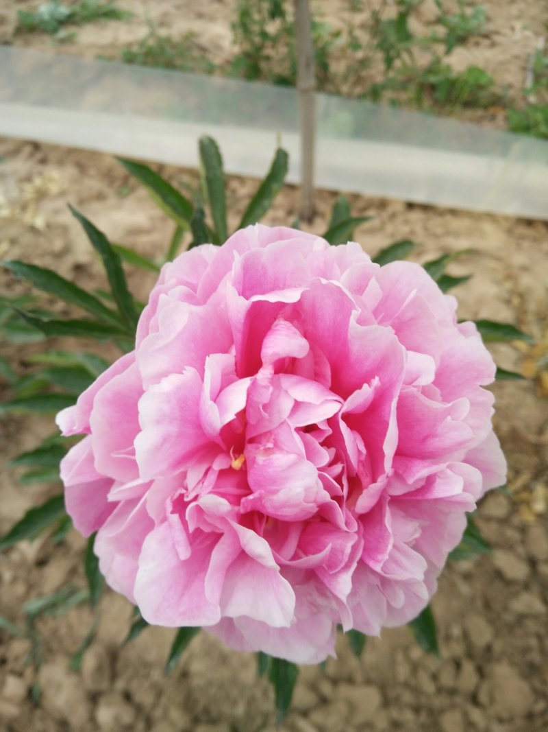 牡丹，芍药