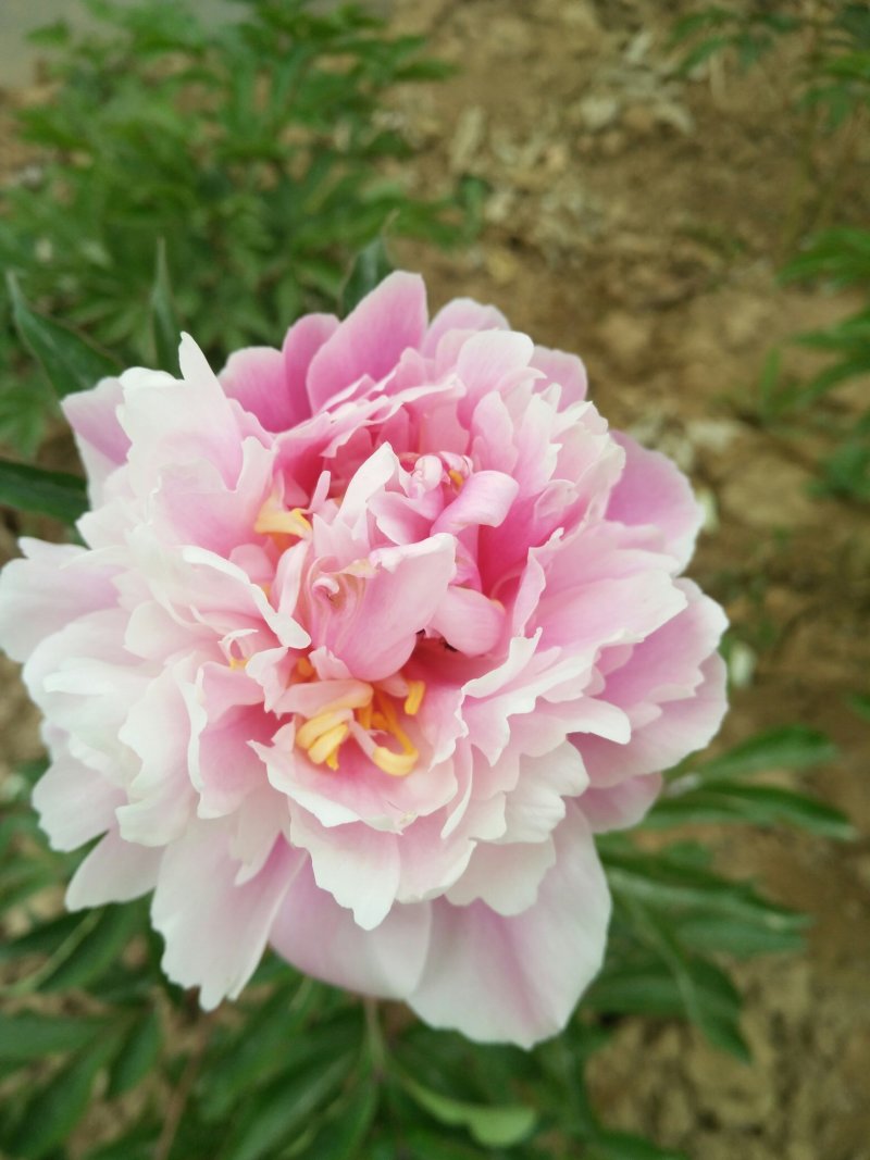 牡丹，芍药