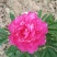 牡丹，芍药
