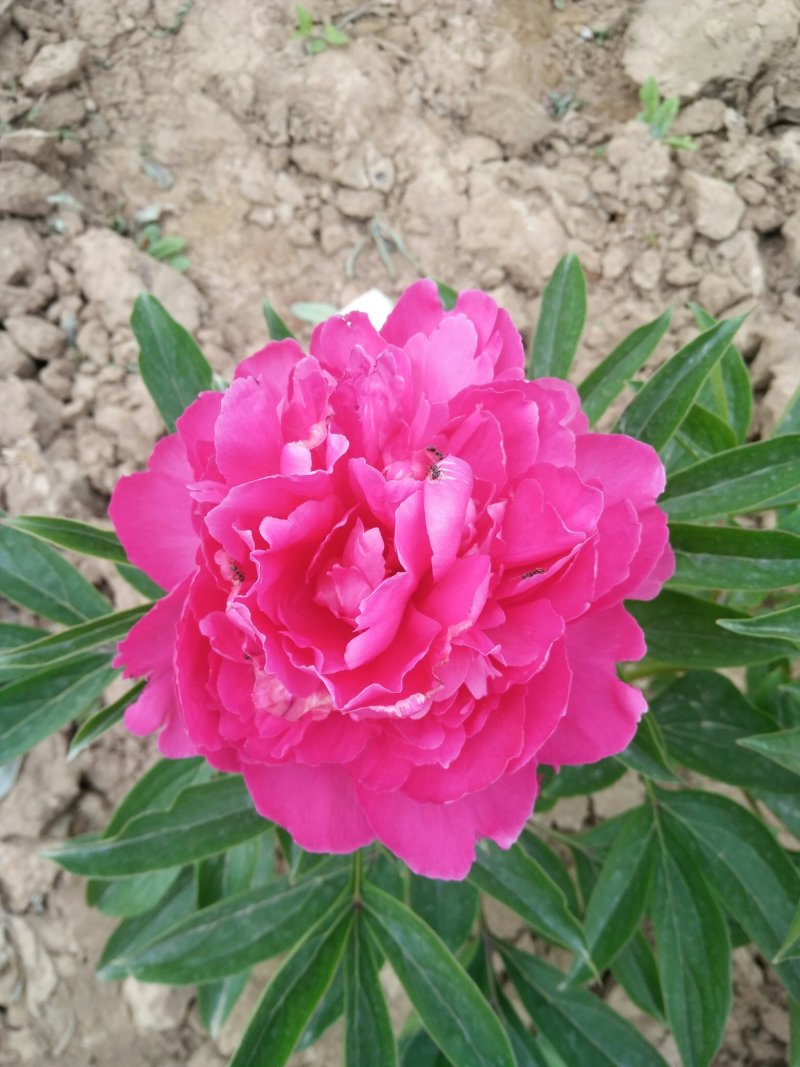 牡丹，芍药