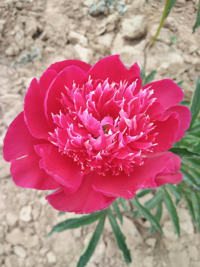 牡丹，芍药