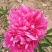 牡丹，芍药