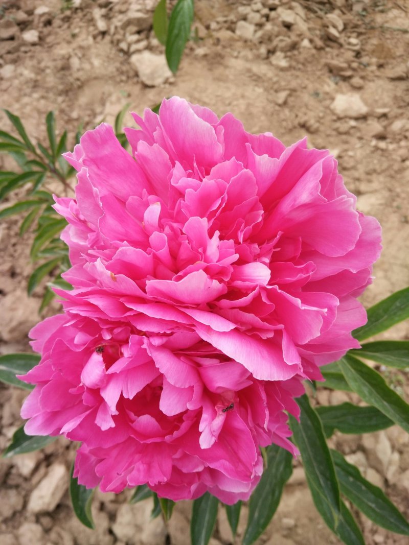 牡丹，芍药