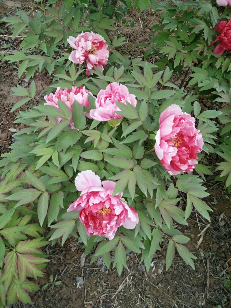 牡丹，芍药