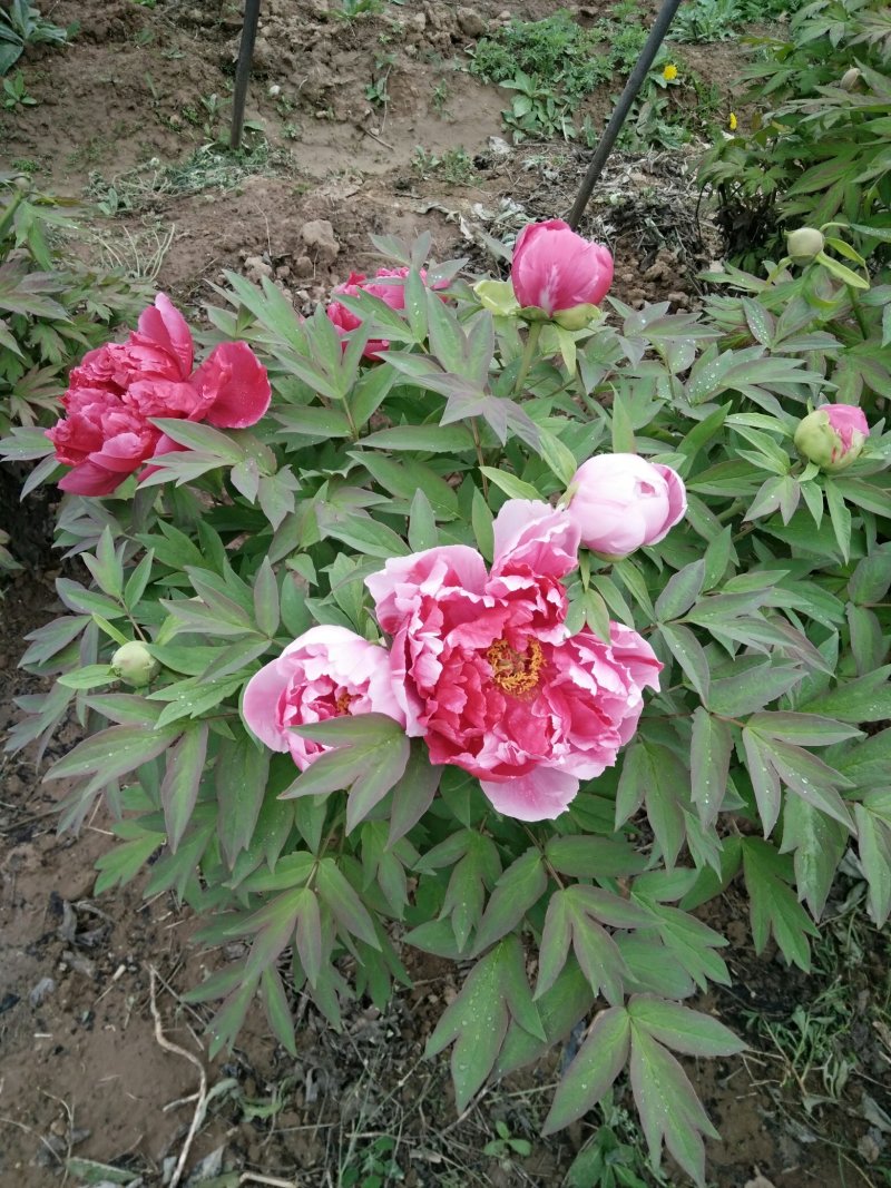 牡丹，芍药