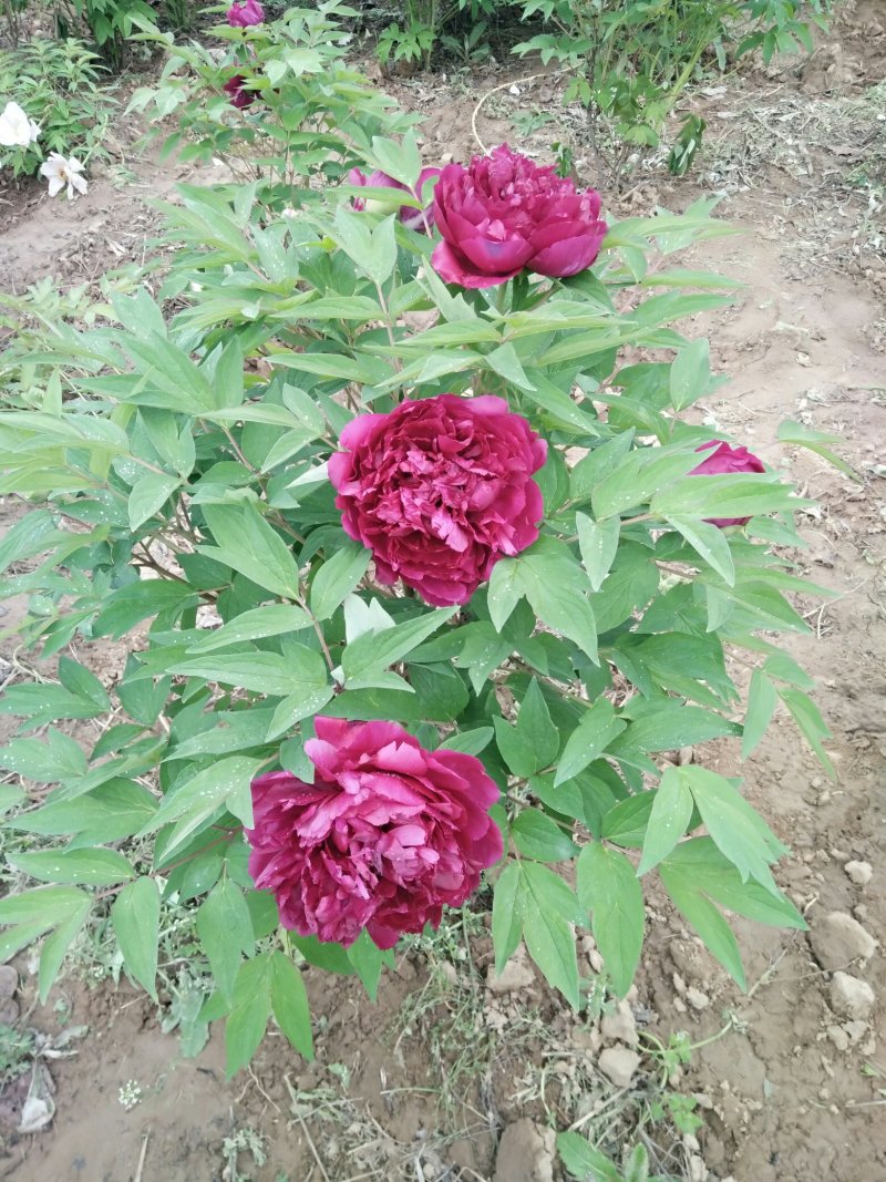 牡丹，芍药