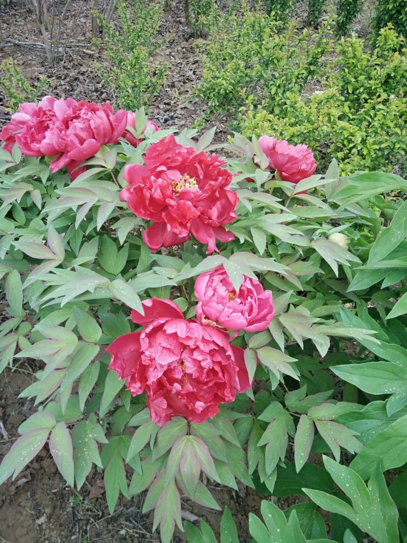 牡丹，芍药