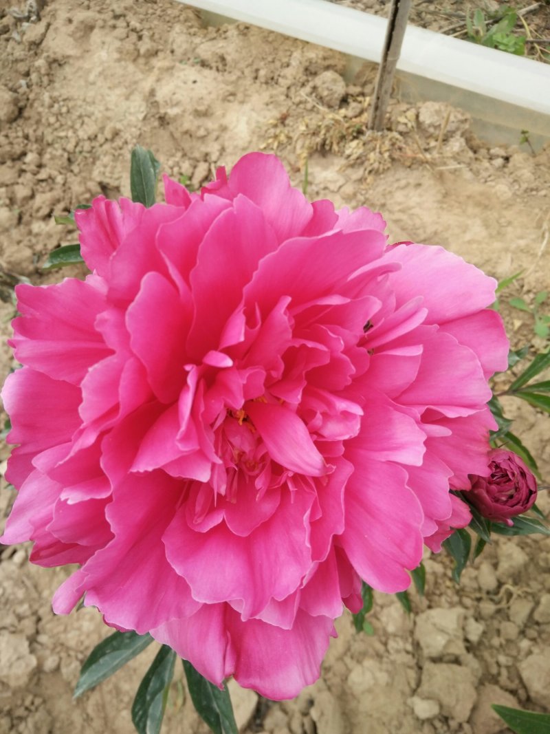 牡丹，芍药