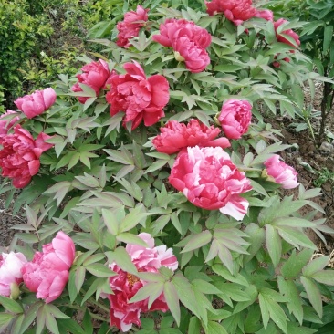 牡丹，芍药