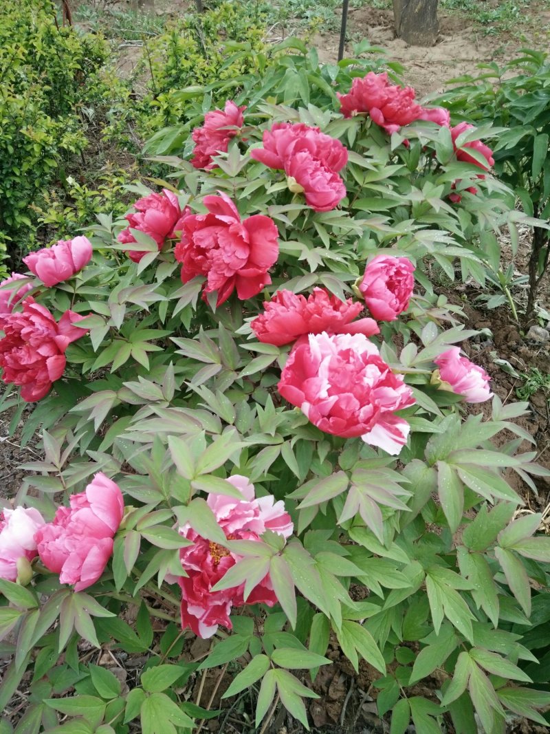 牡丹，芍药
