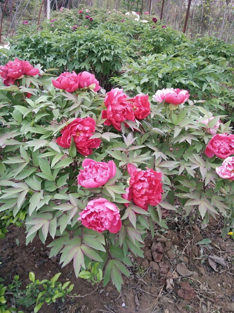牡丹，芍药