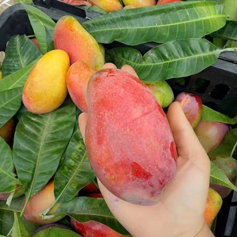 【支持一件代发】引进品种广西辣椒芒，核如牙签，剥开全是肉