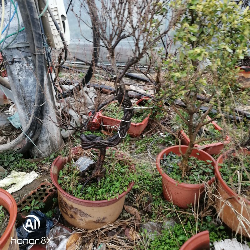 黄金雀梅南雀黄金雀锦鸡牙却没提根盆栽造型盆景