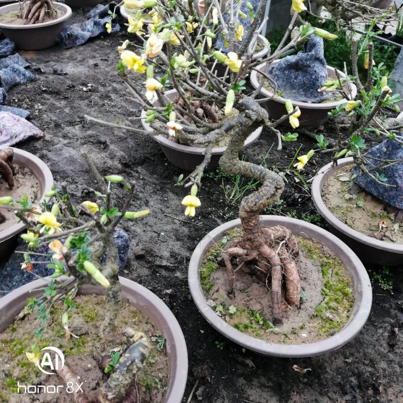 黄金雀梅南雀黄金雀锦鸡牙却没提根盆栽造型盆景